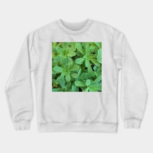 Sedum Palmeri Leaves Crewneck Sweatshirt